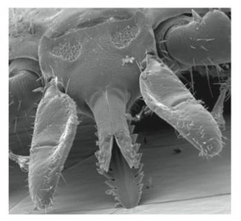 “The term tick bite may be misleading as ticks do not bite and depart or feed rapidly like a mosquito. Ticks attach and feed gradually over a period of several to many days. Once a tick
has found a suitable place to feed, it grasps the skin, tilts the body at a 45-60° angle, and begins to cut into the skin with the paired chelicerae.” — Source: Tick Management Handbook An integrated guide for homeowners, pest control operators, and public health officials for the prevention of tick-associated disease