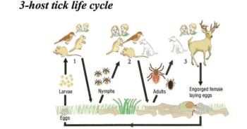 Source: Tick Management Handbook An integrated guide for homeowners, pest control operators, and public health officials for the prevention of tick-associated disease