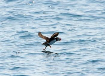 A PUFFIN appears to be walking on water as it takes off. Courtesy of Heidi Piccerelli