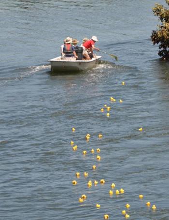 damariscotta duck ducky rubber quack maine