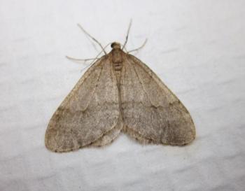 winter moth