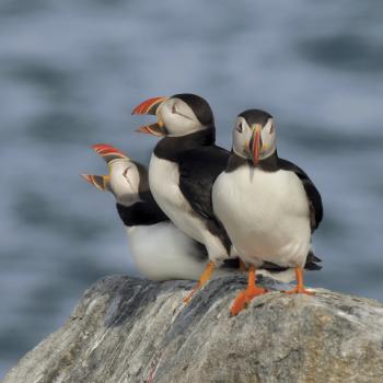 “Chit Chat,” photo by Sandy Flint
