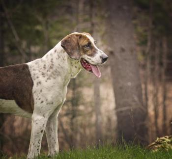 Rufus is one adult dog looking for a home at the Lincoln County Animal Shelter. He is a senior red tick coonhound mix, and has been at the shelter for two years. He is such a love, a gentle and loyal dog, and shelter staff can’t figure out why he hasn’t yet been scooped up. Come see Rufus and all his friends available for adoption at the Lincoln County Animal Shelter Open House and MEGA Adoption Event. Courtesy of Jill Piper/Furry Kids Pet Photography