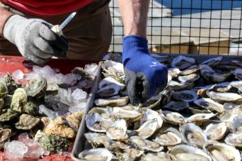 Stars of the Show: The mighty Pemaquid oyster, fresh from the Damariscotta River, is the star of the Pemaquid Oyster Festival. set for Sunday, Sept. 27 at Schooner Landing in Damariscotta. Over 20,000 oysters were shucked by hand for the 2014 Pemaquid Oyster Festival. Courtesy of Michael Austin Kane