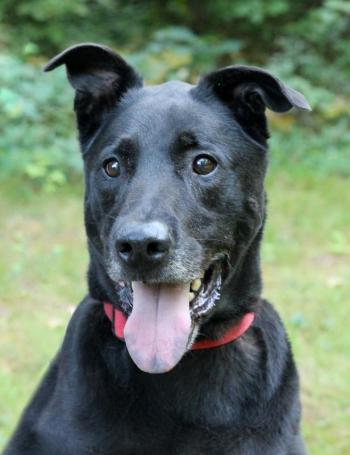 Hershey is looking for his forever home. Adult dogs as well as several puppies, kittens, cats and small animals will be available for adoption at Coastal Humane Society and Petco Topsham's Fall in Love adoption weekend on Oct. 3-4 in Topsham. For sneak peeks, visit facebook.com/CoastalHumaneSociety. Courtesy photo