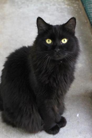 “Speedy” is a 9-year-old cat at Coastal Humane Society looking for a home. He doesn’t ask for much – just a comfy home in which he can relax. Senior dogs and cats are fee-waived at Coastal Humane Society and the Lincoln County Animal Shelter all month long in celebration of Senior Pet Month. Adult cats ages 1 – 7 are 50 percent off as well.