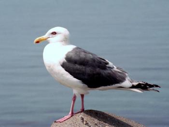 Slaty-backed Gull