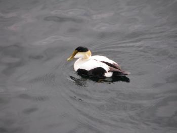 common eider, Jeff Wells, conservation, Birds of Maine, Ora Willis Knight