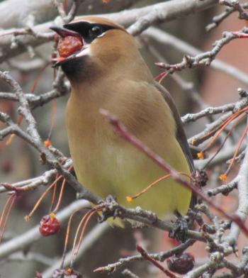 cedar waxing, crabapple, jeff wells