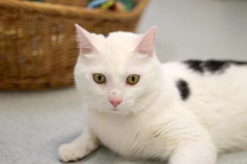 Daniel is available for adoption at Coastal Humane Society in Brunswick. Cats are fee-waived in “Fall for a Feline” through the end of October. Courtesy photo