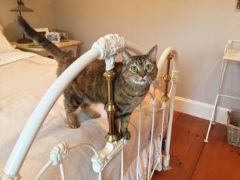 TinkerBelle is one spoiled cat. SUZI THAYER/Boothbay Register