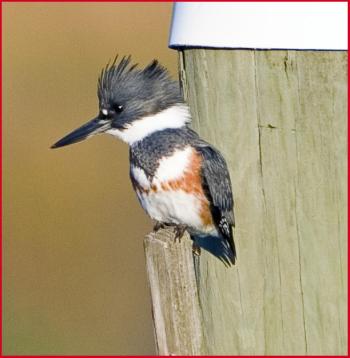 Belted Kingfisher, Boothbay Register