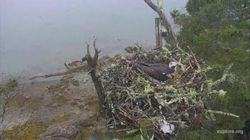 Osprey, Audubon Hog Island Osprey Webcam