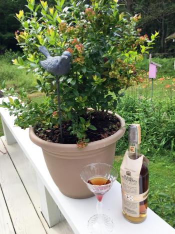 My new blueberry bush, and a manhattan made with my new favorite bourbon, Basil Hayden’s. Thank you John Suczynski. SUZI THAYER/Boothbay Register