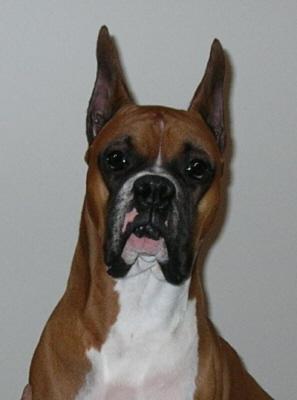 Debbie Gagnon’s dog Elvis, one of the reasons she decided to donate pet oxygen mask kits to local first responders. SUZI THAYER/ Boothbay Register