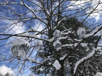 Snow covers decorations hanging from a Federal Street, Wiscasset tree March 9. SUSAN JOHNS/Wiscasset Newspaper