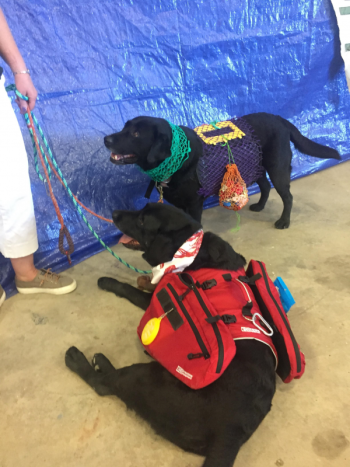Those 2 Salty Dogs, Auggie and Max, relax post-show. LISA KRISTOFF/Boothbay Register