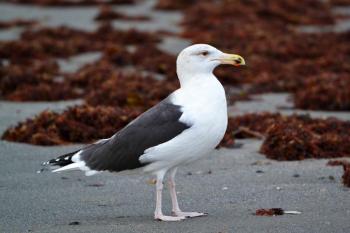 Great black-backed Gull