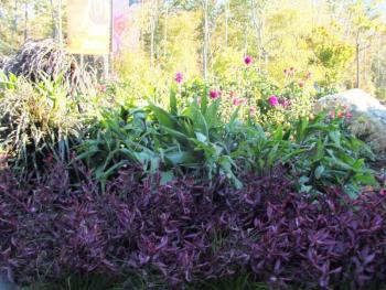 Gorgeous, simply gorgeous. LISA KRISTOFF/Boothbay Register Coastal Maine Botanical Gardens