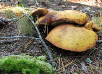 Very short-stemmed giant yellow tops. LISA KRISTOFF/Boothbay Register