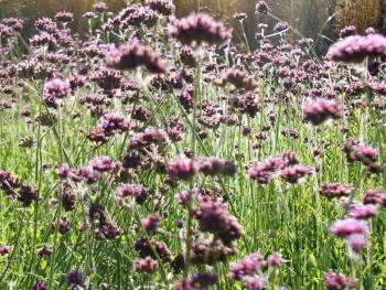 Purple flora dazzles in the October sunshine. LISA KRISTOFF/Boothbay Register Coastal Maine Botanical Gardens
