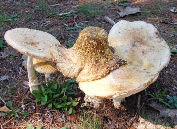 One of these shrooms is not like the others, at Knickercane Park’s little fungi forest. LISA KRISTOFF/Boothbay Register