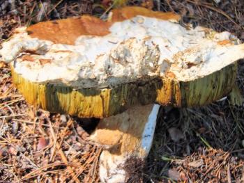 Peeled back layers of a mushroom at Knickercane. LISA KRISTOFF/Boothbay Register