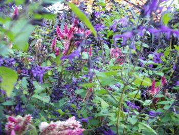 Coastal Maine Botanical Gardens in Oct.