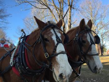 Linda Verney's drafts Bill, left, and Bob pause for a photo near the town common. SUSAN JOHNS/Wiscasset Newspaper