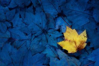 The MPS Committee choice: 2018 color, “Blue and Yellow” by Jeffrey Bazinet. Courtesy of MPS Jeffrey Bazinet photo