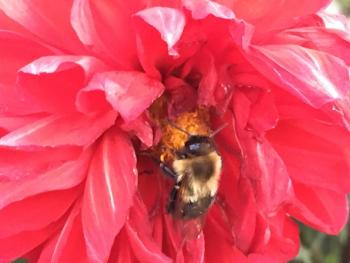 Debbie Locke photo