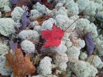 Lisa C. Perry photo