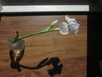 Debbie Locke photo