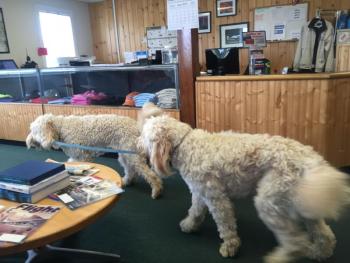 Wiscasset Airport Advisory Committee member Pam Brackett's golden doodles wag their tails as Isadora Brackett, left, leads Poet Frances around on the leash before the panel’s June 19 meeting. SUSAN JOHNS/Wiscasset Newspaper