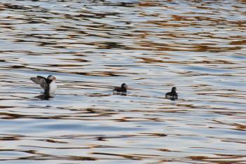 The puffins did not disappoint! Courtesy of Beth Comeau/Natural Resources Council of Maine Puffins, Boothbay Register, NRCM