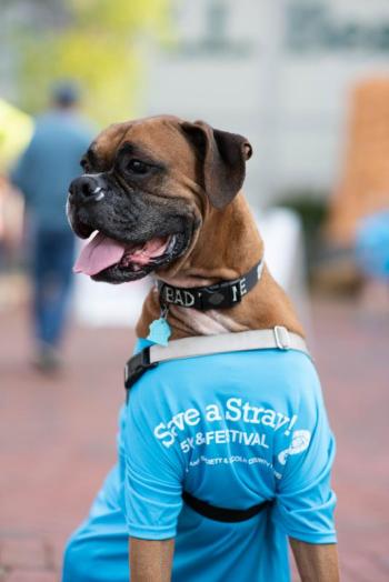 A canine participant of Midcoast Humane’s 2018 Save a Stray 5K models a commemorative T-shirt. The 2019 event on Aug. 24 will be the shelter’s 14th annual event which supports the shelter’s 3,500 annual residents. Learn more and sign up for the 5K run or one-mile walk at saveastray5k.org. Michele Stapleton photo