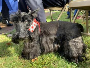 Maggie the Scottie awaits her blessing. SUSAN JOHNS/Wiscasset Newspaper