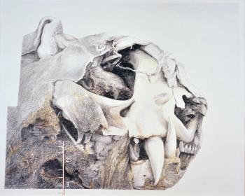 “Found Object” - (1999) - pencil & colored pencil on paper - 19½” x 24" - Brenda Bettinson. Melville McLean photo
Brenda Bettinson