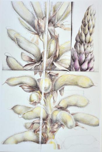 “Promise & Harvest” - (1999) - pencil & colored pencil - 28¾” x 18¾" - Brenda Bettinson. Courtesy of Mathias Fine Art Brenda Bettinson