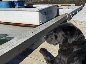 Dace catches some sun on the dock before the family’s lobster fishing trip. SUSAN JOHNS/Wiscasset Newspaper