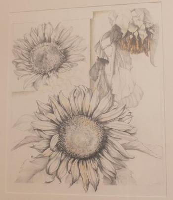 Sunflower. Courtesy of Mathias Fine Art Brenda Bettinson
