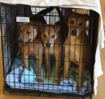 These sibling mix breed dogs found a home this weekend during the Midocast Humane pet adoption in Boothbay Harbor. BILL PEARSON/Boothbay Register