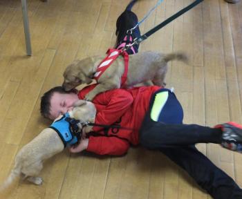 Merrick Delaney receives a warm greeting from three Midcoast Humane Society homeless dogs Feb. 15 during a pet adoption held at Boothbay Region YMCA. BILL PEARSON/Boothbay Register