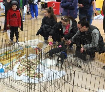 Midcoast Humane found homes for 10 out of 13 homeless dogs during a pet adoption in Boothbay Harbor. BILL PEARSON/Boothbay Register