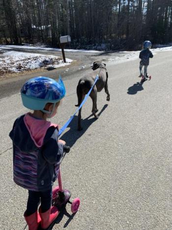 Maverick the great Dane pulls Kamryn Petrie, 4, in Wiscasset. Courtesy of Julie Petrie
