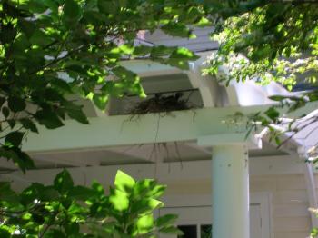 One of the oddest nest placements we have seen, at least in relation to a human habitation, was a pair of blue jays that placed their stick nest under the roof of a porch in Hallowell. Courtesy of Jeff Wells #bird-column, #boothbayregister