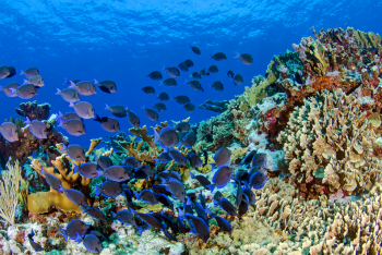 Fish swim over a Caribbean coral reef. A new study led by researchers from Bigelow Laboratory for Ocean Sciences reports that several important grazing fish each harbor a distinct microbial community within their guts, revealing a new perspective on reef ecology. José Alejandro Alvarez photo