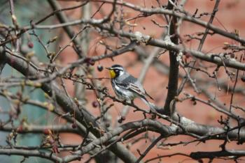 #bird-column, #boothbayregister