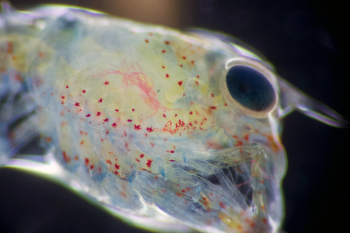 Accumulated microplastic fibers are visible under a larval lobster's carapace. New research from Bigelow Laboratory researchers shows that microplastic fiber pollution impacts larval lobsters at each stage of their development. Courtesy of Madelyn Woods
