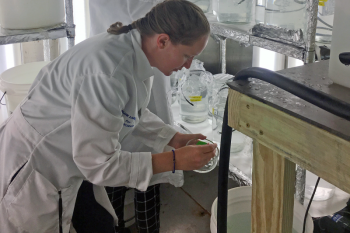 Researcher Madelyn Woods tends an experiment investigating how larval lobsters interact with microplastic fibers. New research shows that microplastic fiber pollution impacts larval lobsters at each stage of their development, and could even prevent some larvae from reaching adulthood. Courtesy of Paty Matrai/Bigelow Laboratory for Ocean Sciences